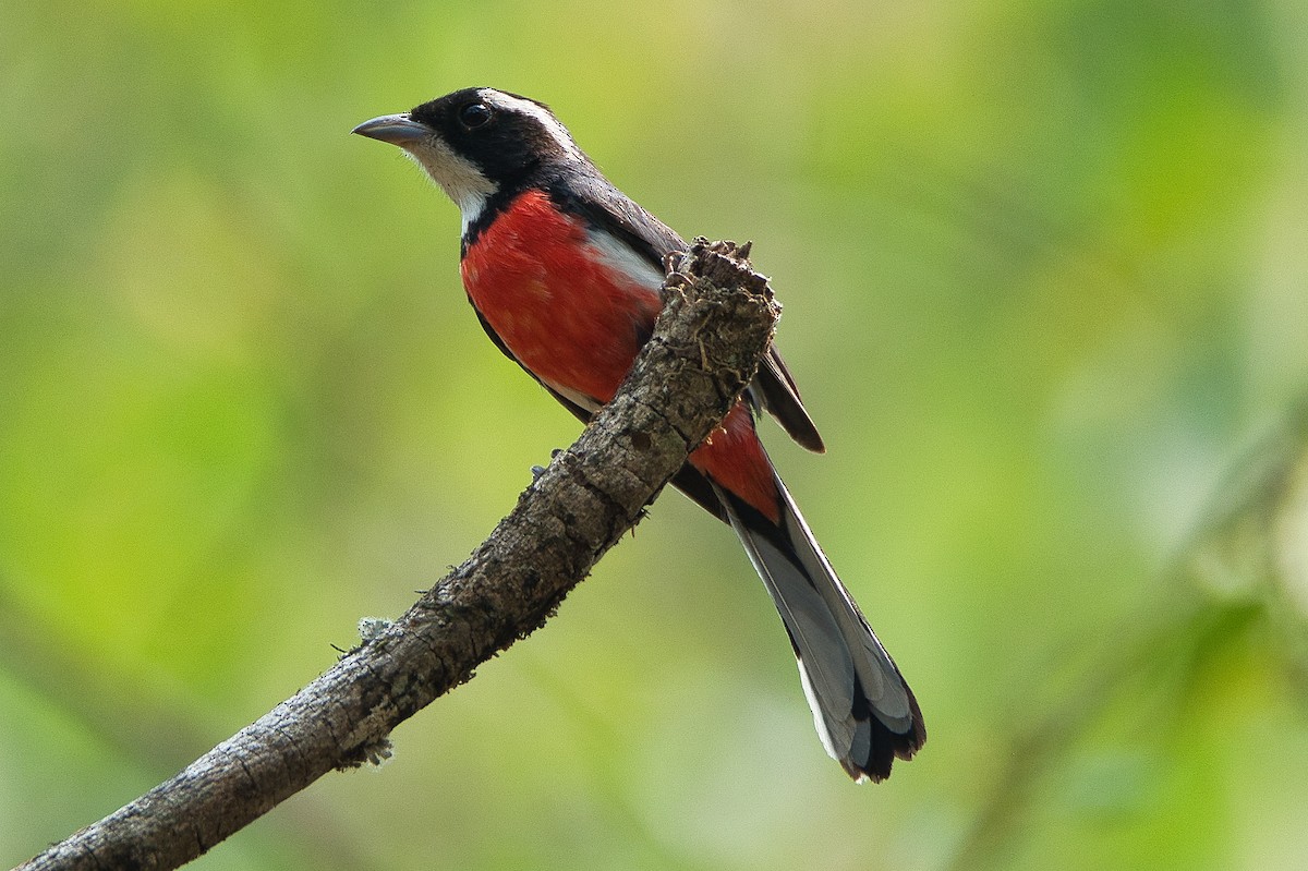 Red-breasted Chat - ML619037451