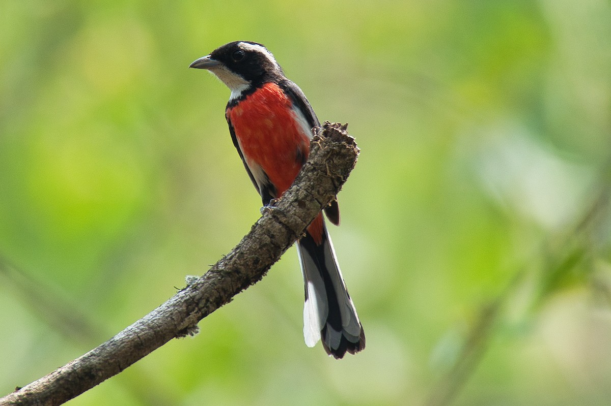 Red-breasted Chat - ML619037456