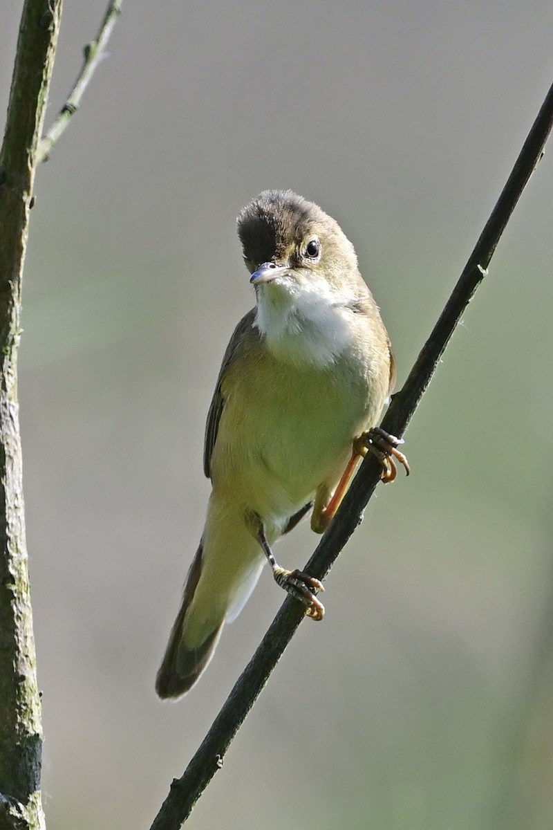Common Reed Warbler - ML619037507