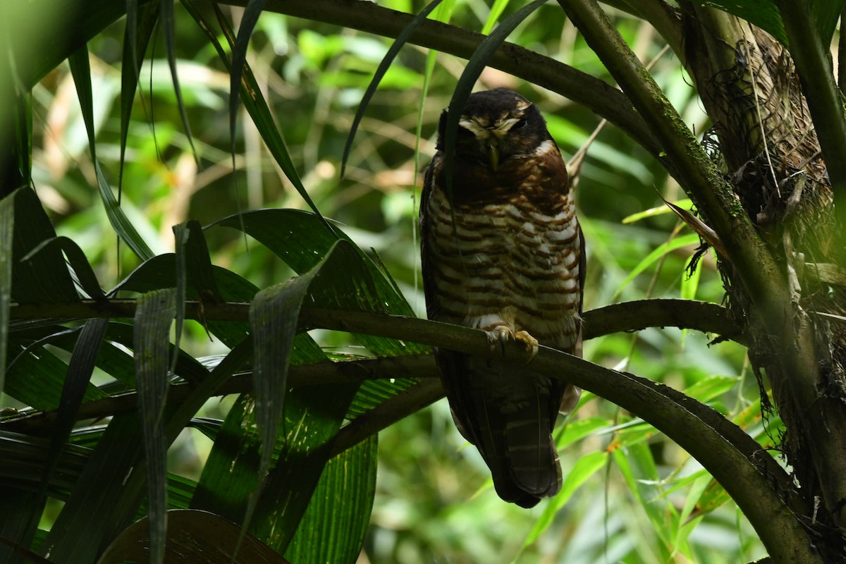 Band-bellied Owl - ML619037512