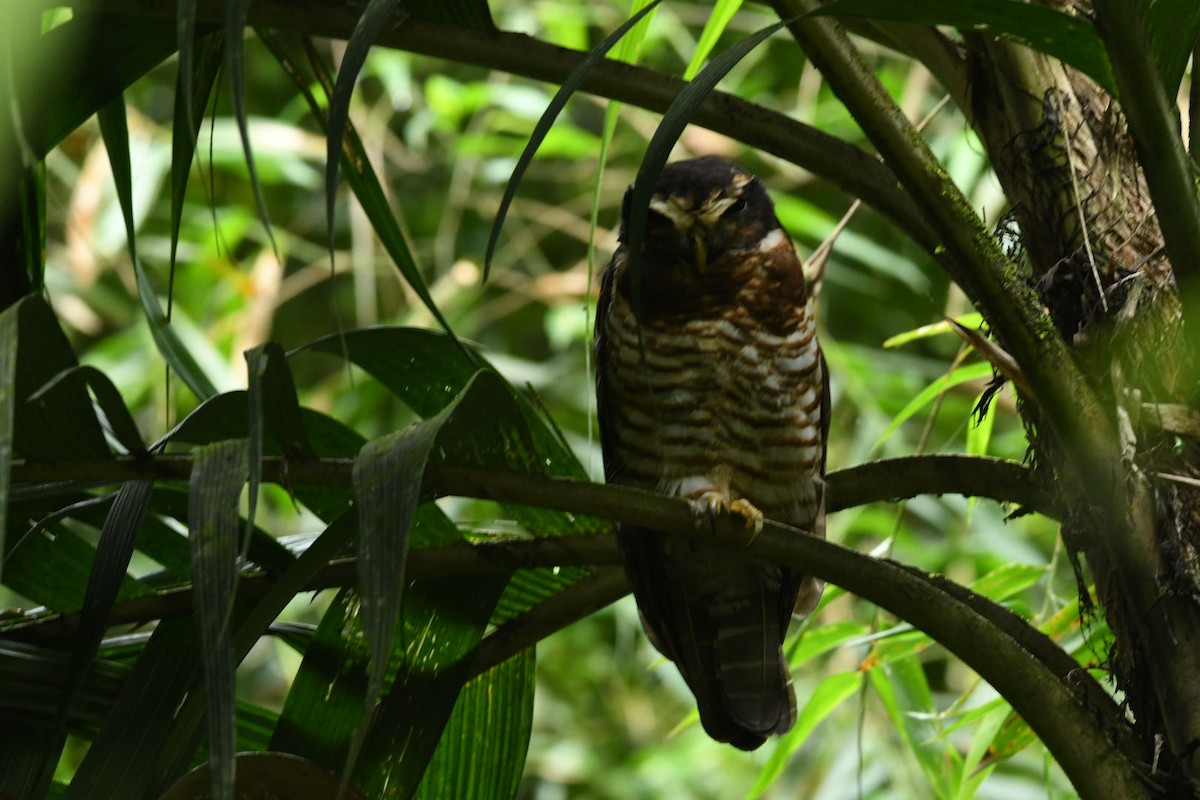 Band-bellied Owl - ML619037513