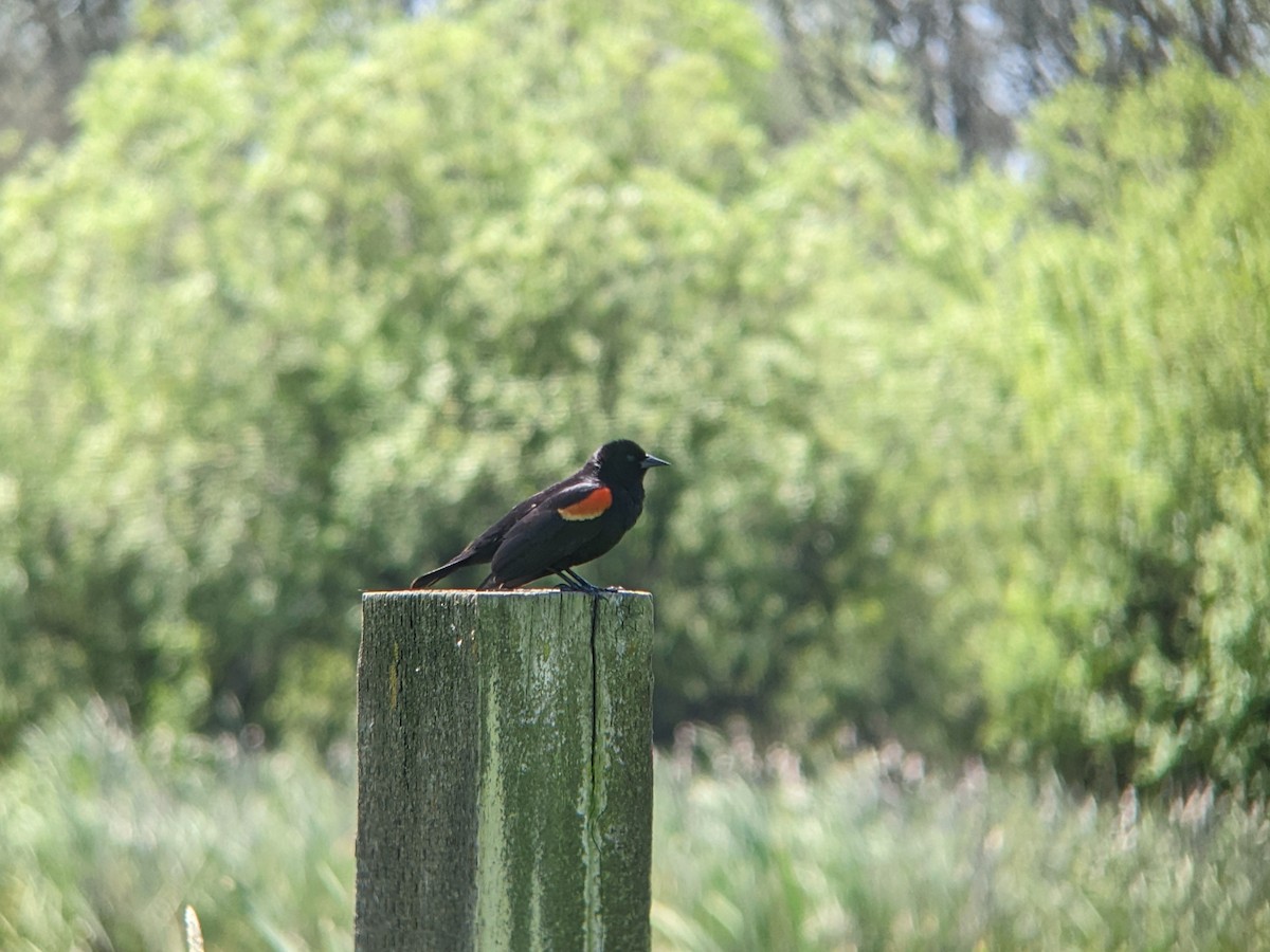 Red-winged Blackbird - ML619037617