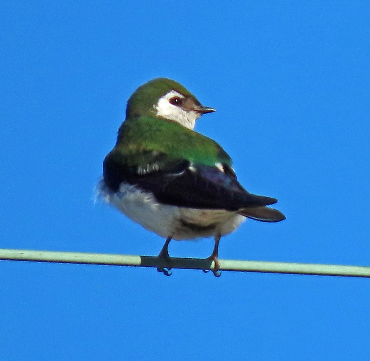 Violet-green Swallow - ML619037632