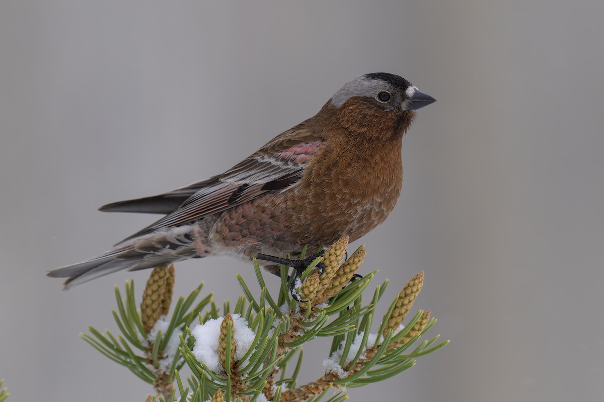 Gray-crowned Rosy-Finch - ML619037637