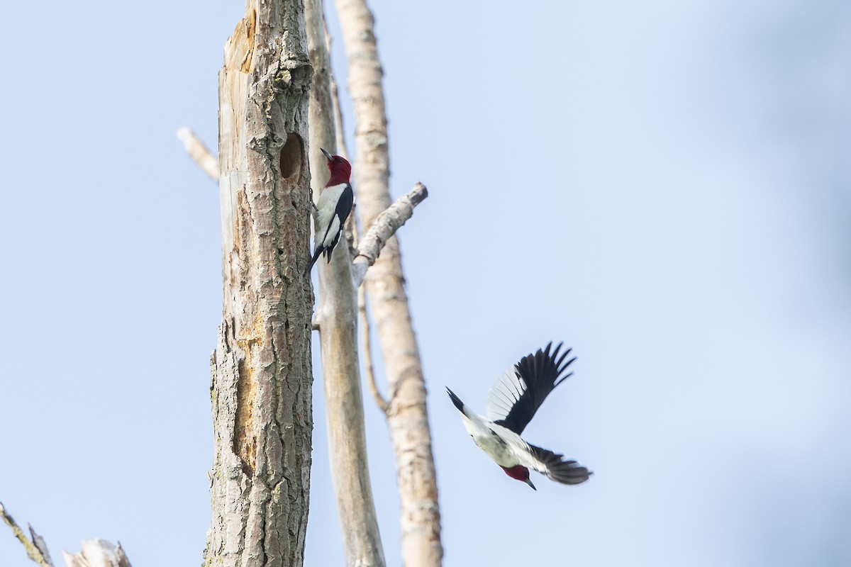 Red-headed Woodpecker - ML619037686