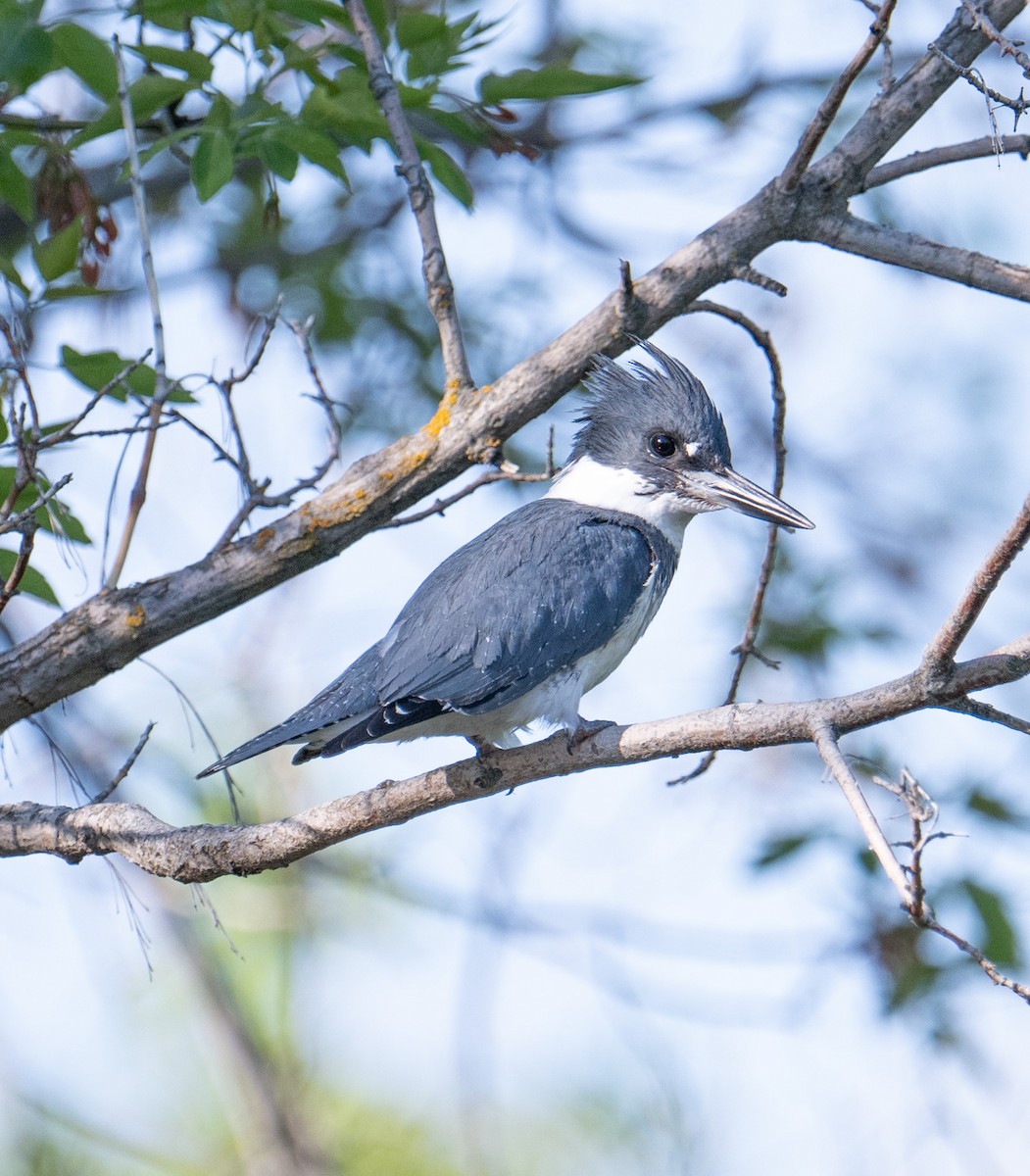 Belted Kingfisher - Terry Rich