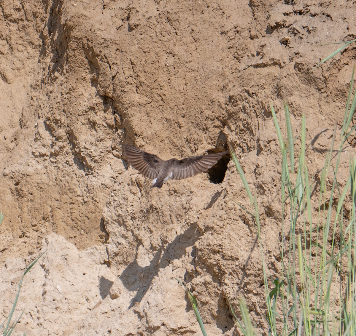 Northern Rough-winged Swallow - ML619037731