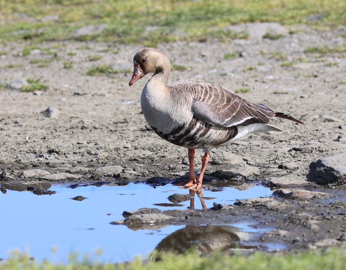 Greater White-fronted Goose - ML619037735