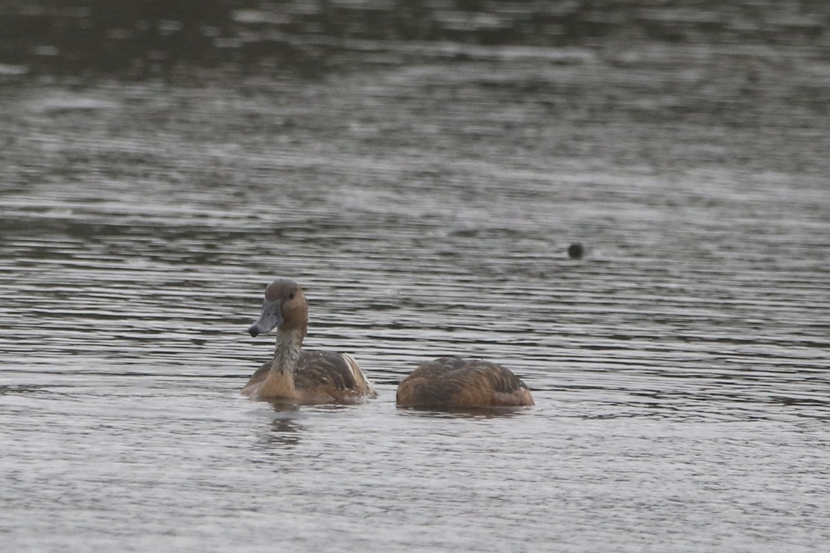 Fulvous Whistling-Duck - ML619037751