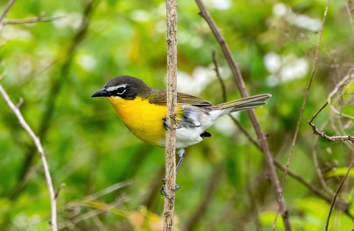 Yellow-breasted Chat - ML619037759