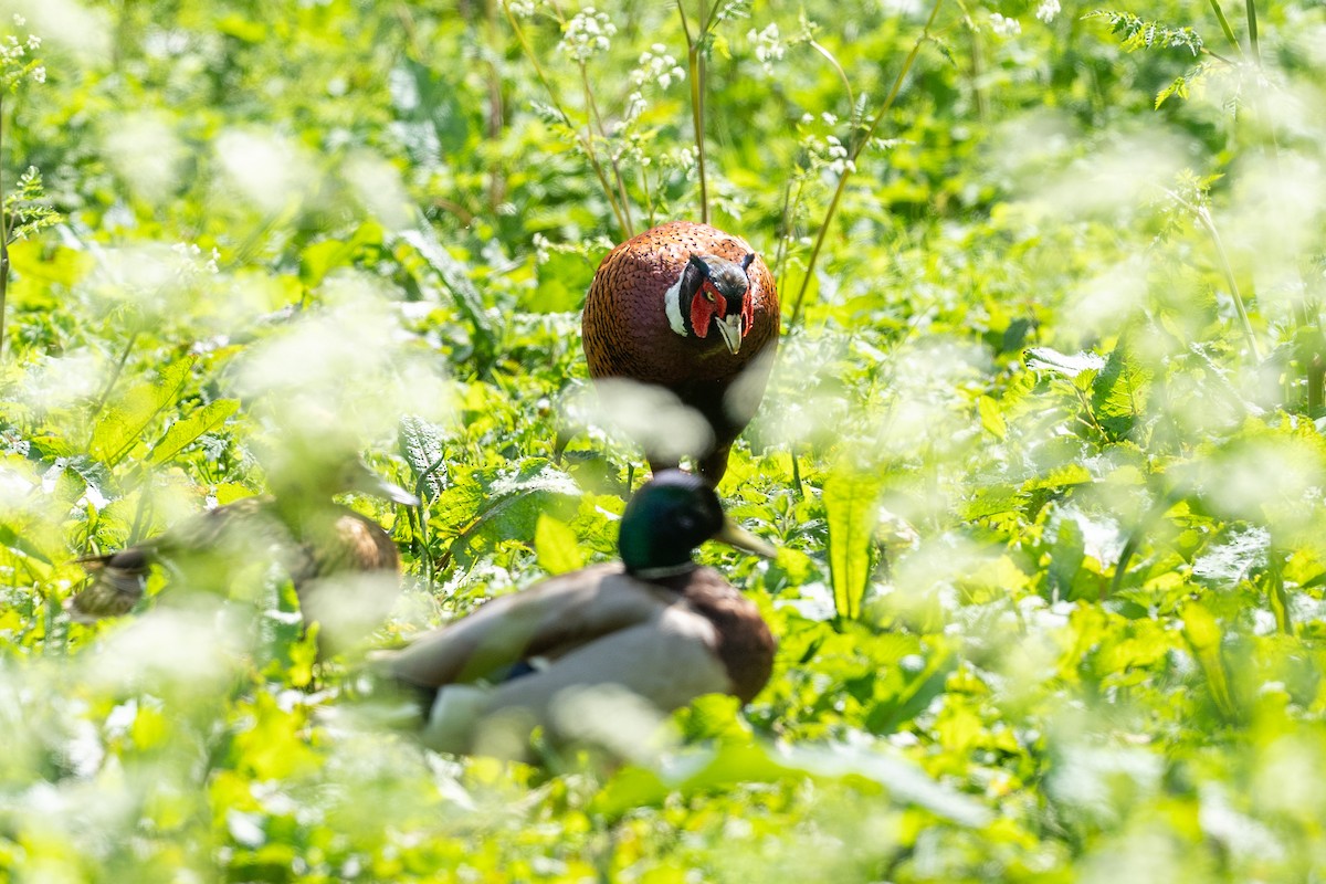 Ring-necked Pheasant - Paul Beerman
