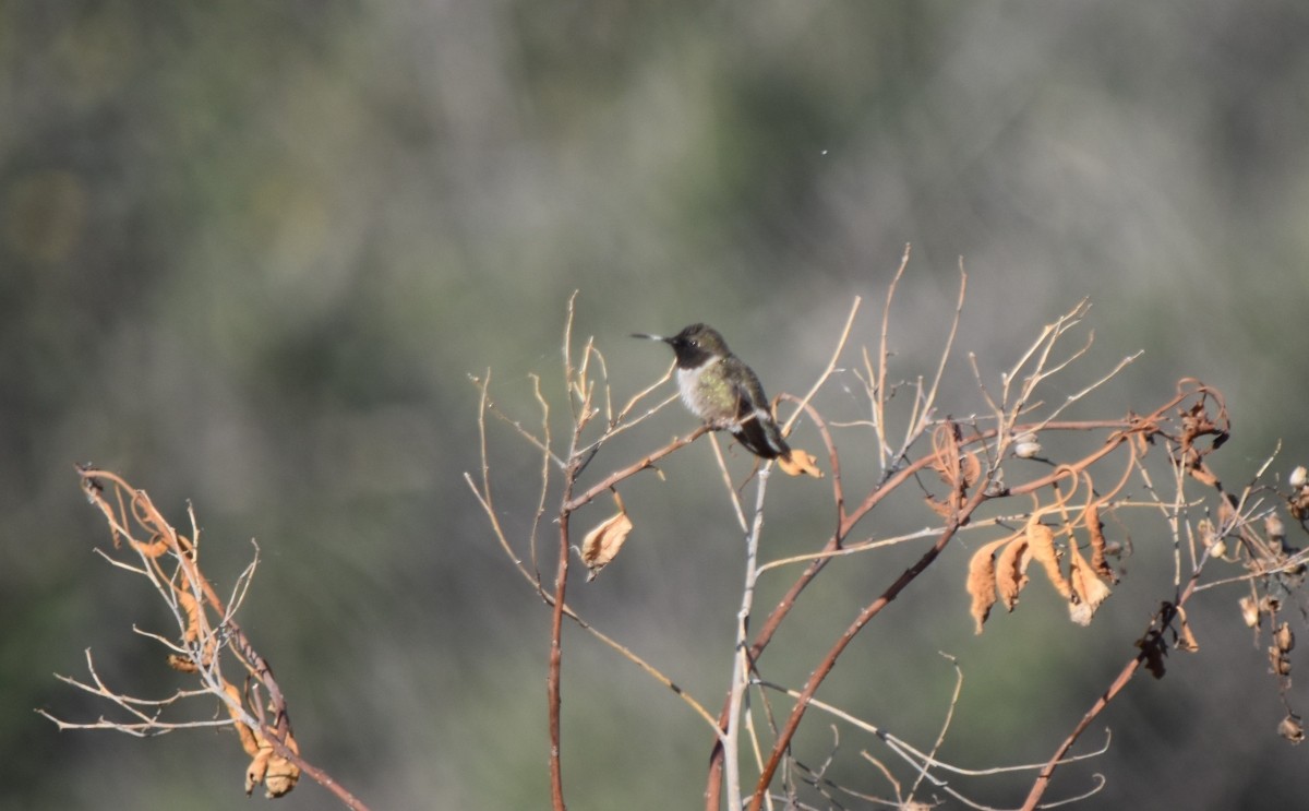 Black-chinned Hummingbird - Steve Nord