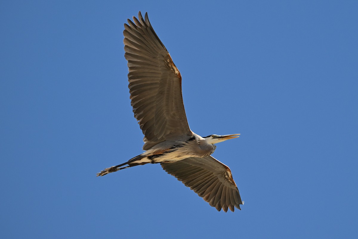 Great Blue Heron (Great Blue) - S J
