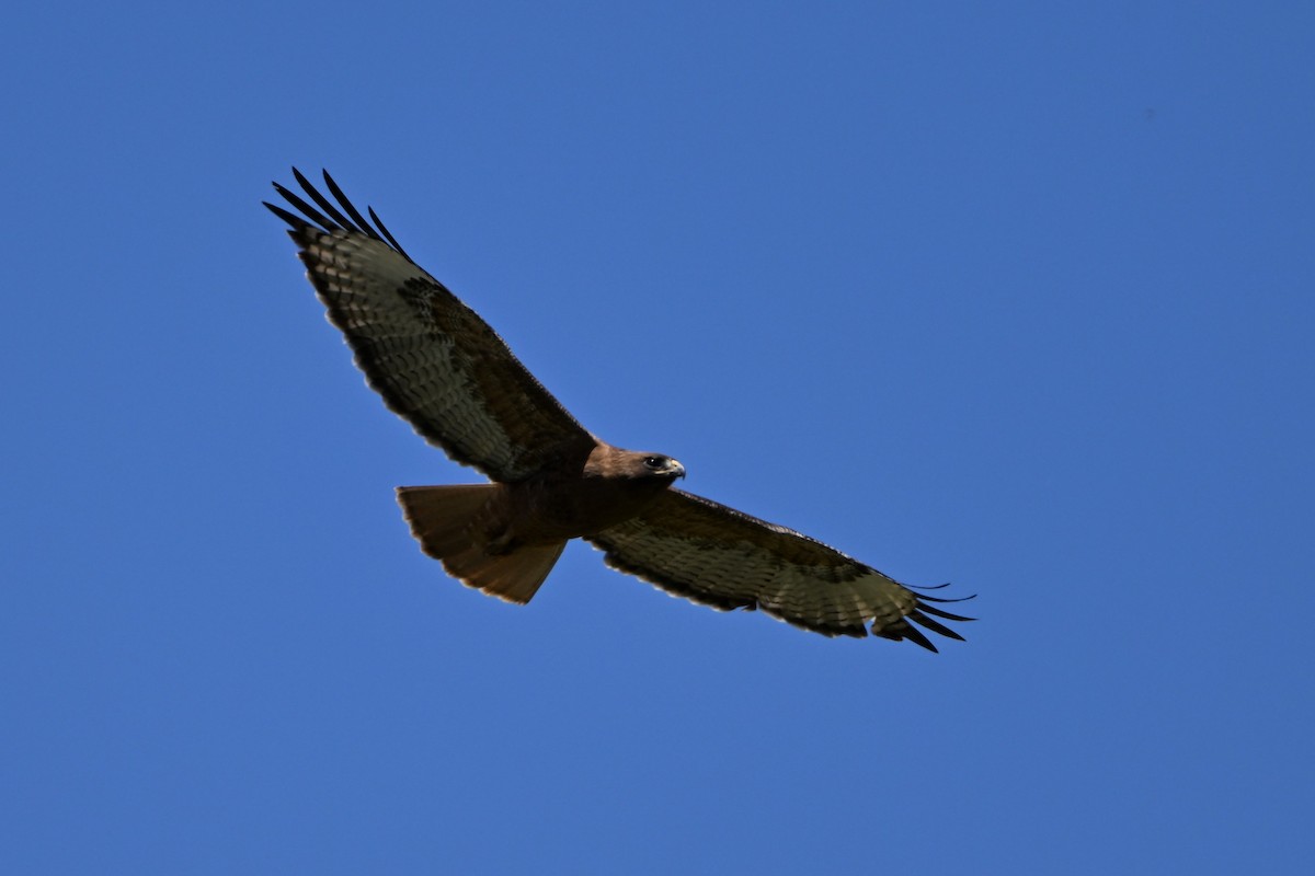Red-tailed Hawk (calurus/alascensis) - ML619037880