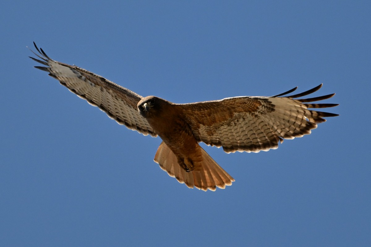 Red-tailed Hawk (calurus/alascensis) - ML619037900