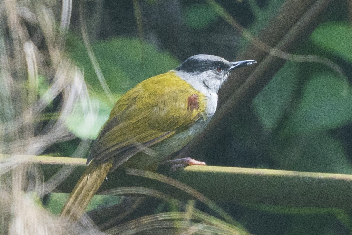 Gray-capped Warbler - ML619037901