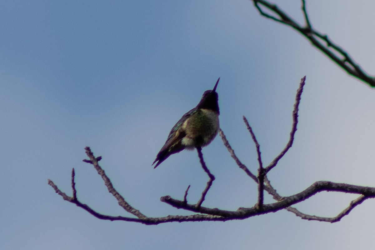 Ruby-throated Hummingbird - ML619037932