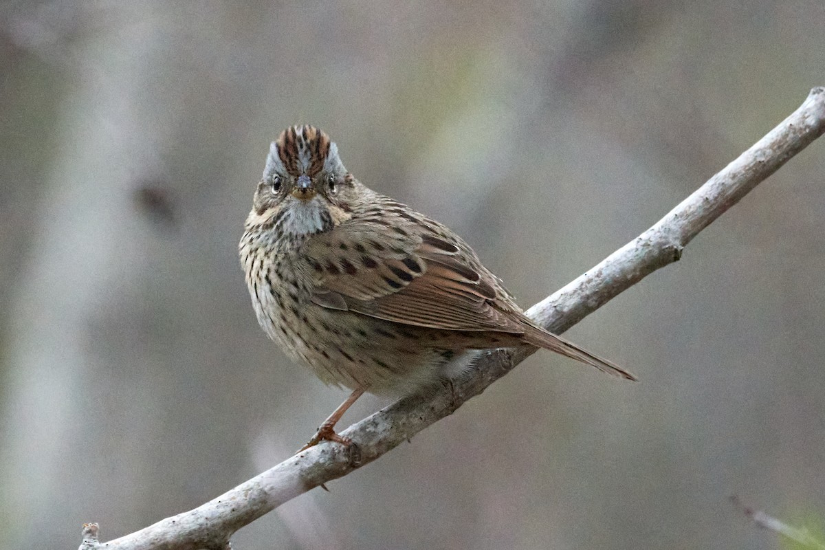Lincoln's Sparrow - Patrice St-Pierre
