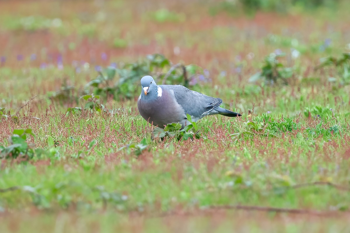 Pigeon ramier (groupe palumbus) - ML619037985