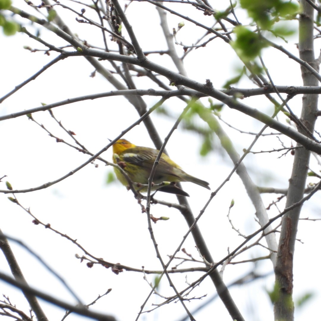 Cape May Warbler - Manon Guglia