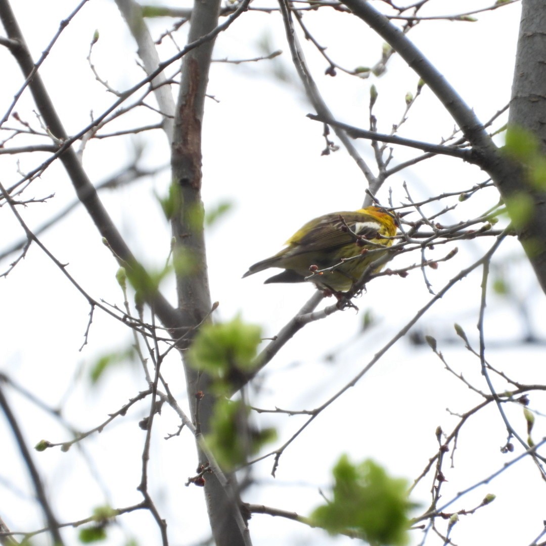 Cape May Warbler - ML619037996