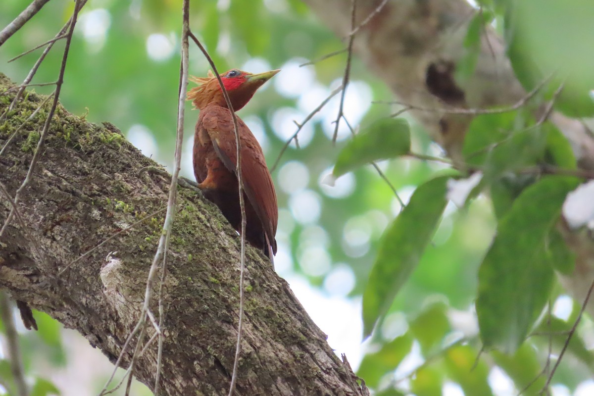 Chestnut-colored Woodpecker - ML619038013