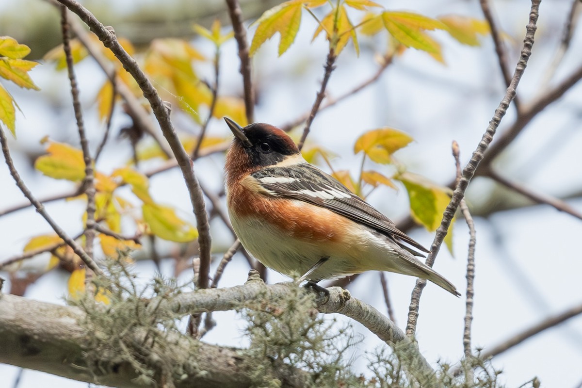 Bay-breasted Warbler - ML619038022