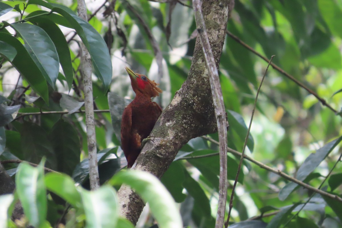 Chestnut-colored Woodpecker - ML619038028