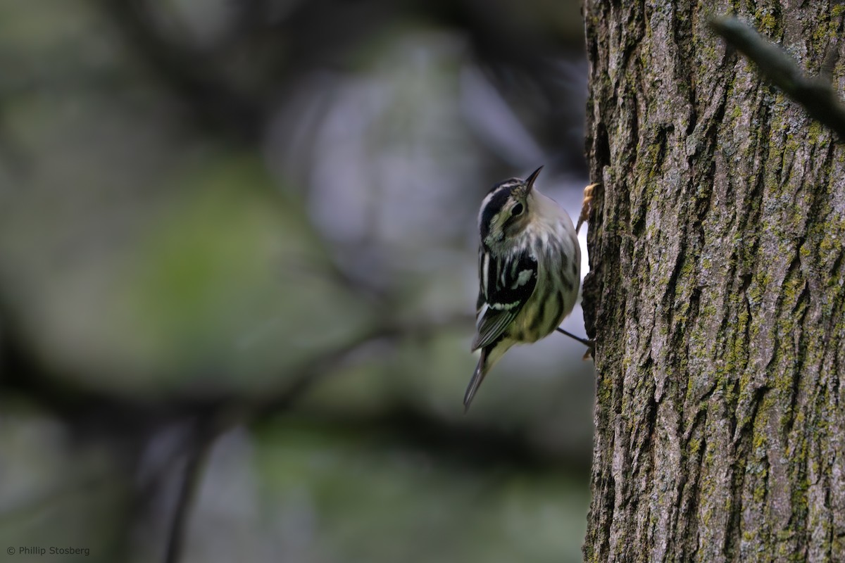 Black-and-white Warbler - ML619038032