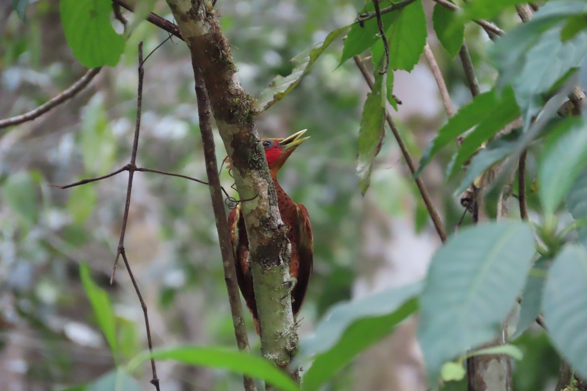 Chestnut-colored Woodpecker - ML619038037