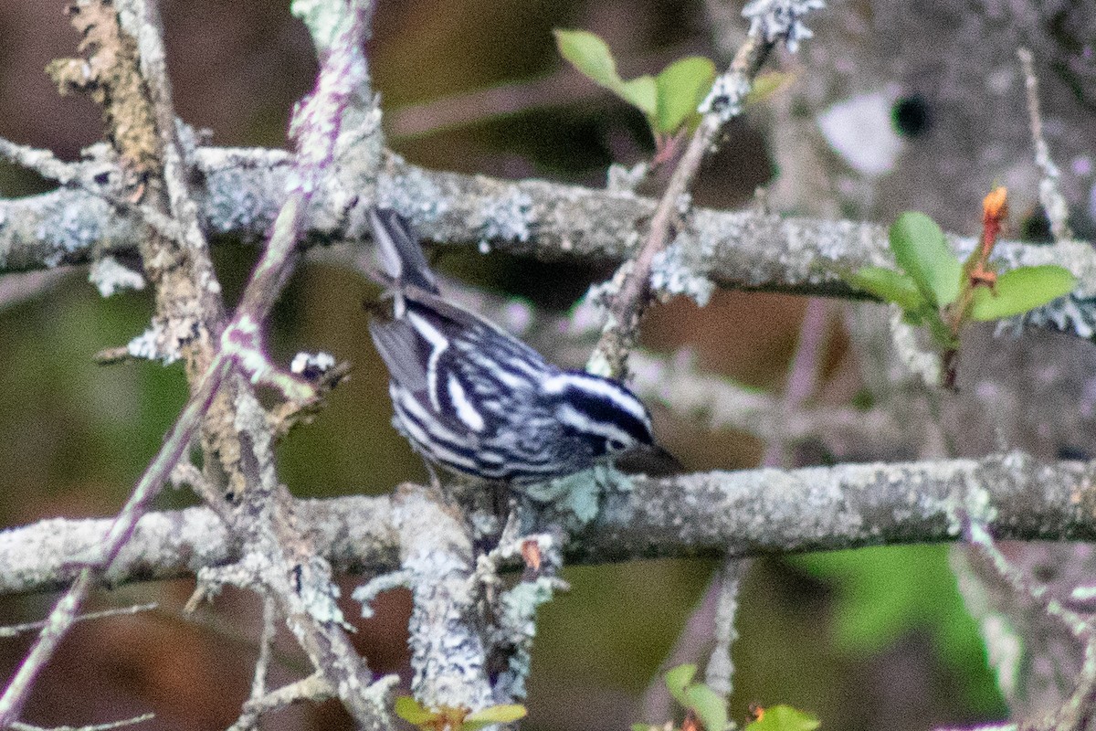 Black-and-white Warbler - ML619038076