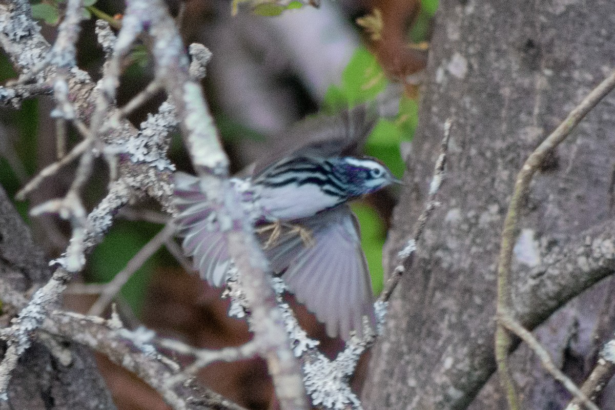 Black-and-white Warbler - ML619038077