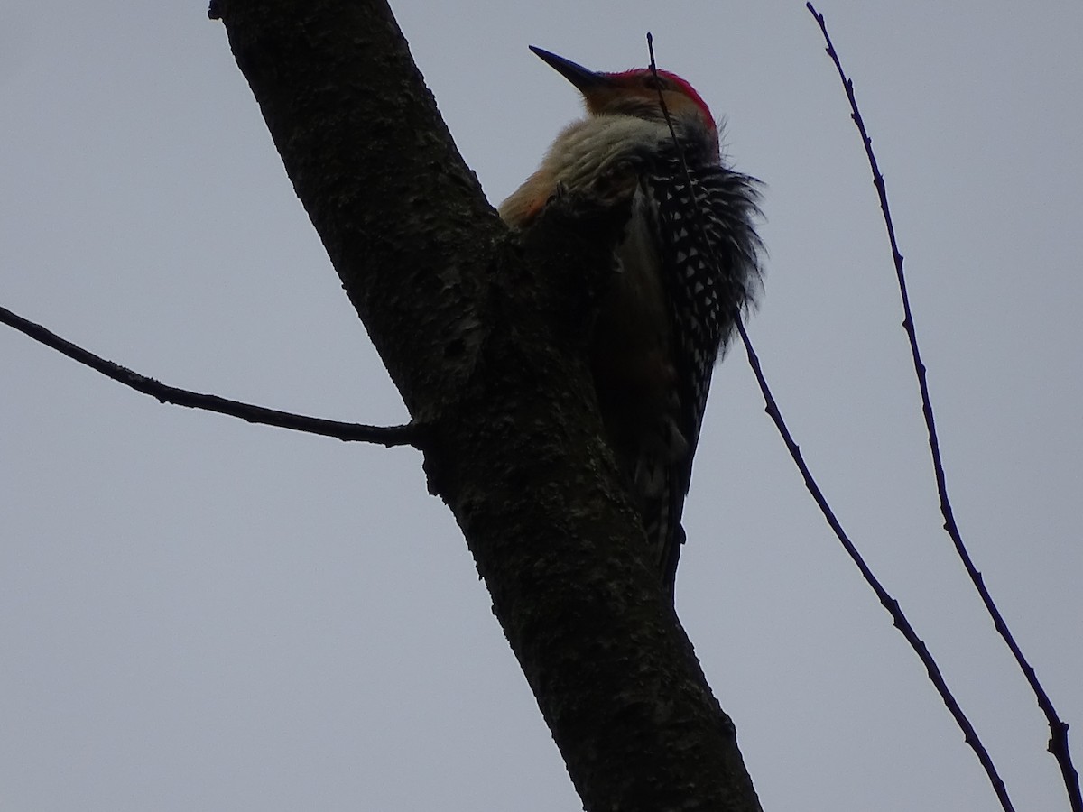 Red-bellied Woodpecker - ML619038091