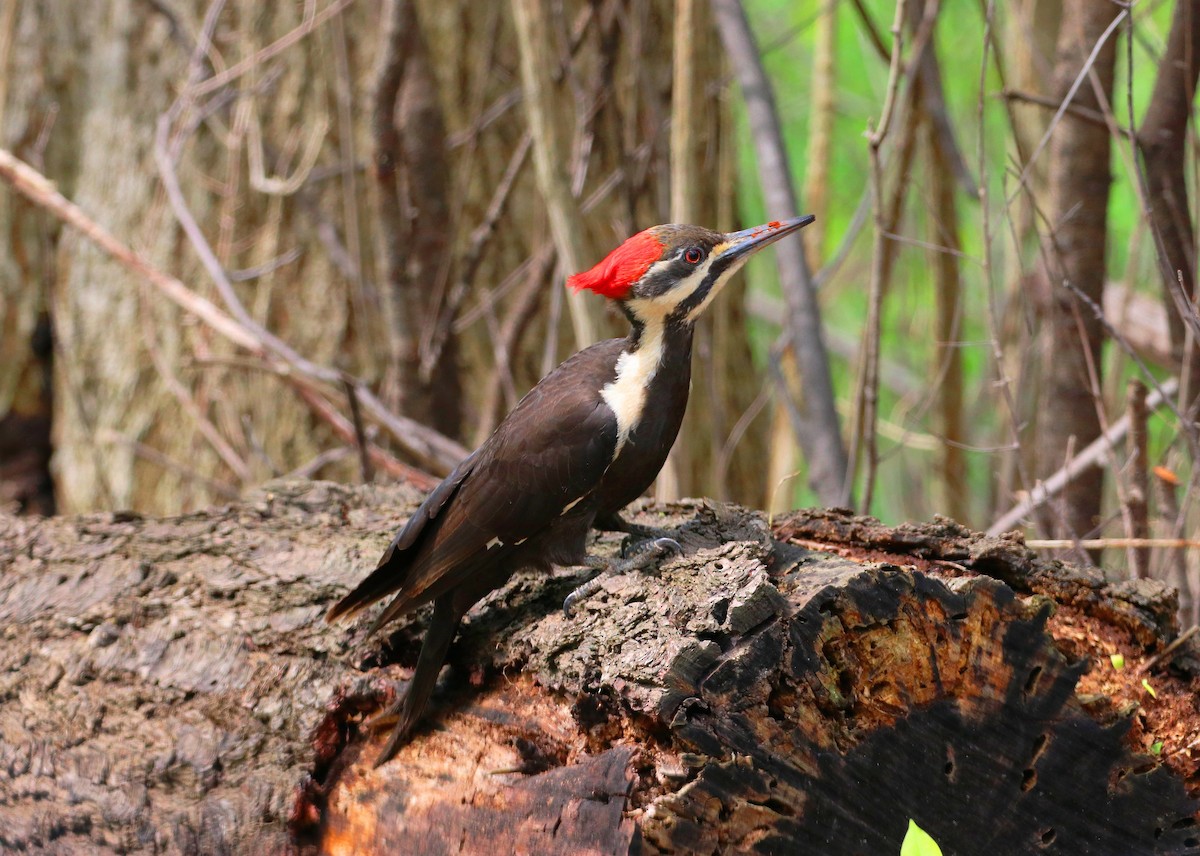 Pileated Woodpecker - ML619038096
