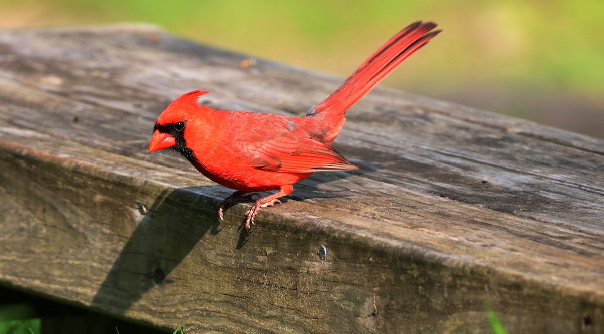 Cardinal rouge - ML619038109