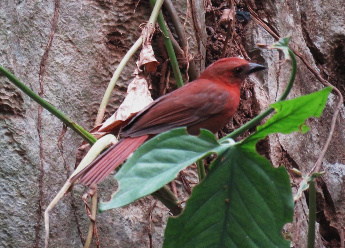 Red-throated Ant-Tanager - ML619038121
