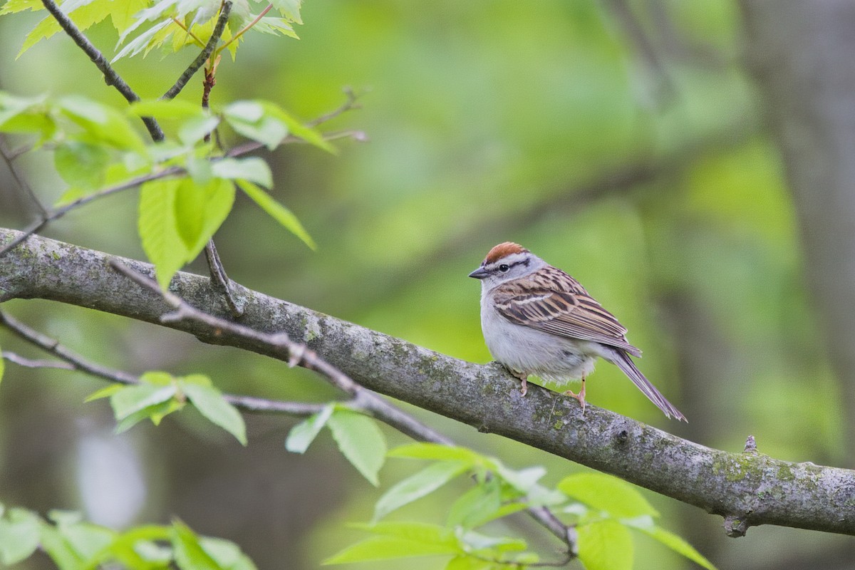 Chipping Sparrow - ML619038140