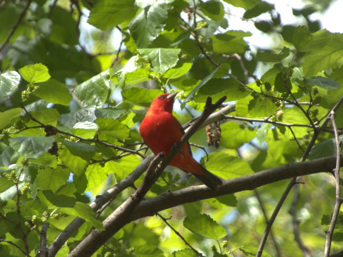 Scarlet Tanager - ML619038153
