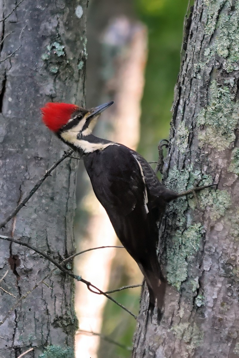 Pileated Woodpecker - ML619038155