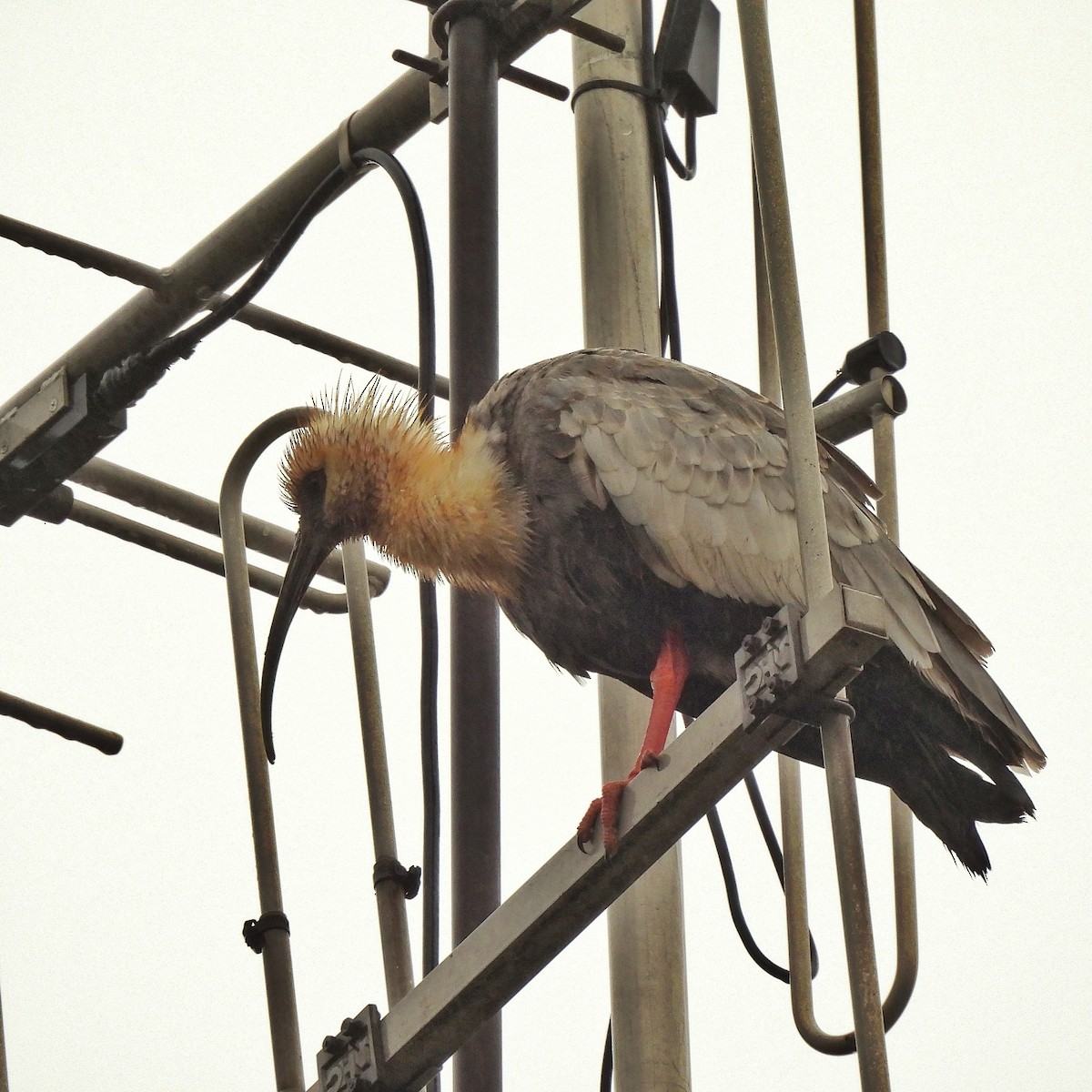 Buff-necked Ibis - ML619038184