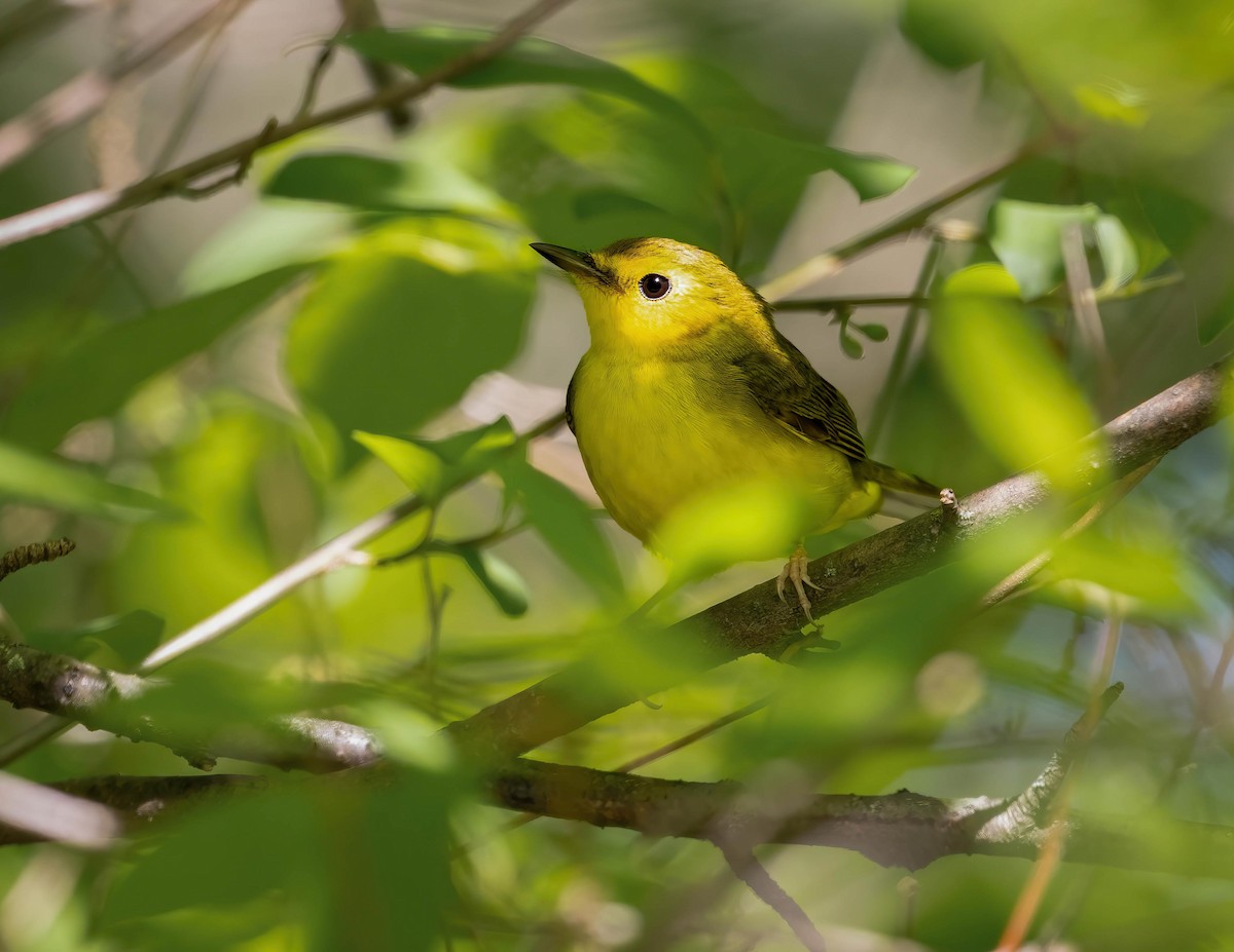 Hooded Warbler - Brian Smith