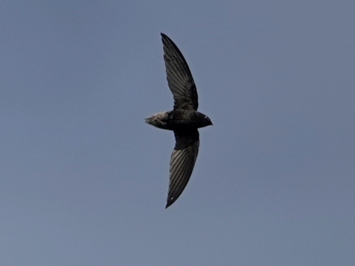 Short-tailed Swift - ML619038209