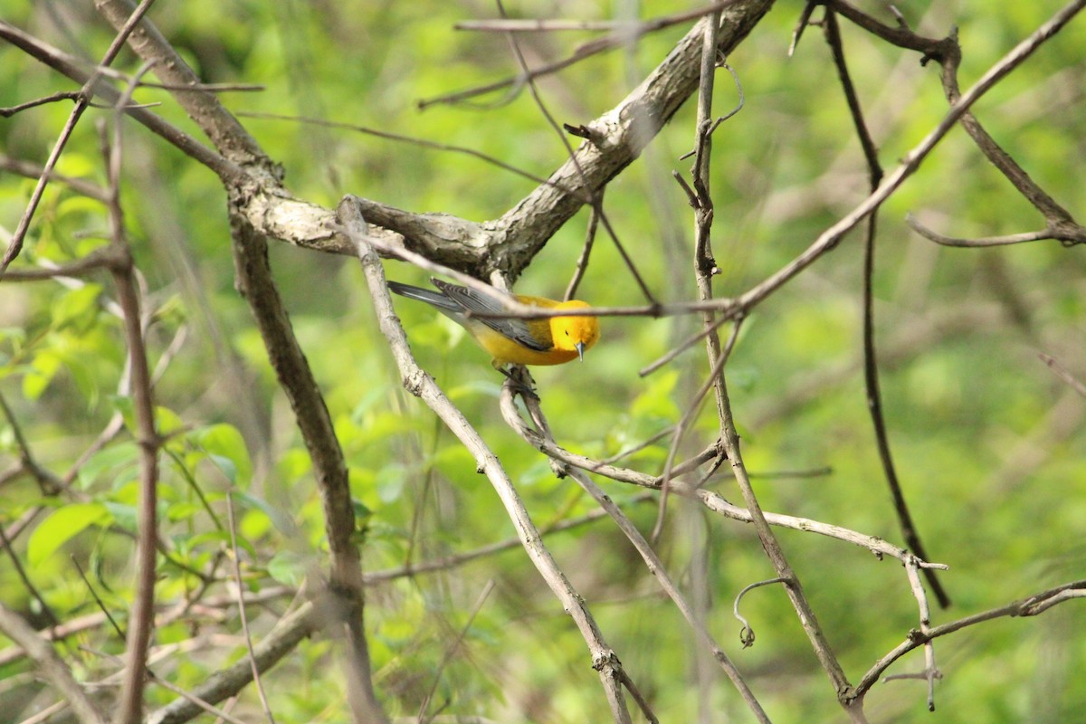 Prothonotary Warbler - Max Horak