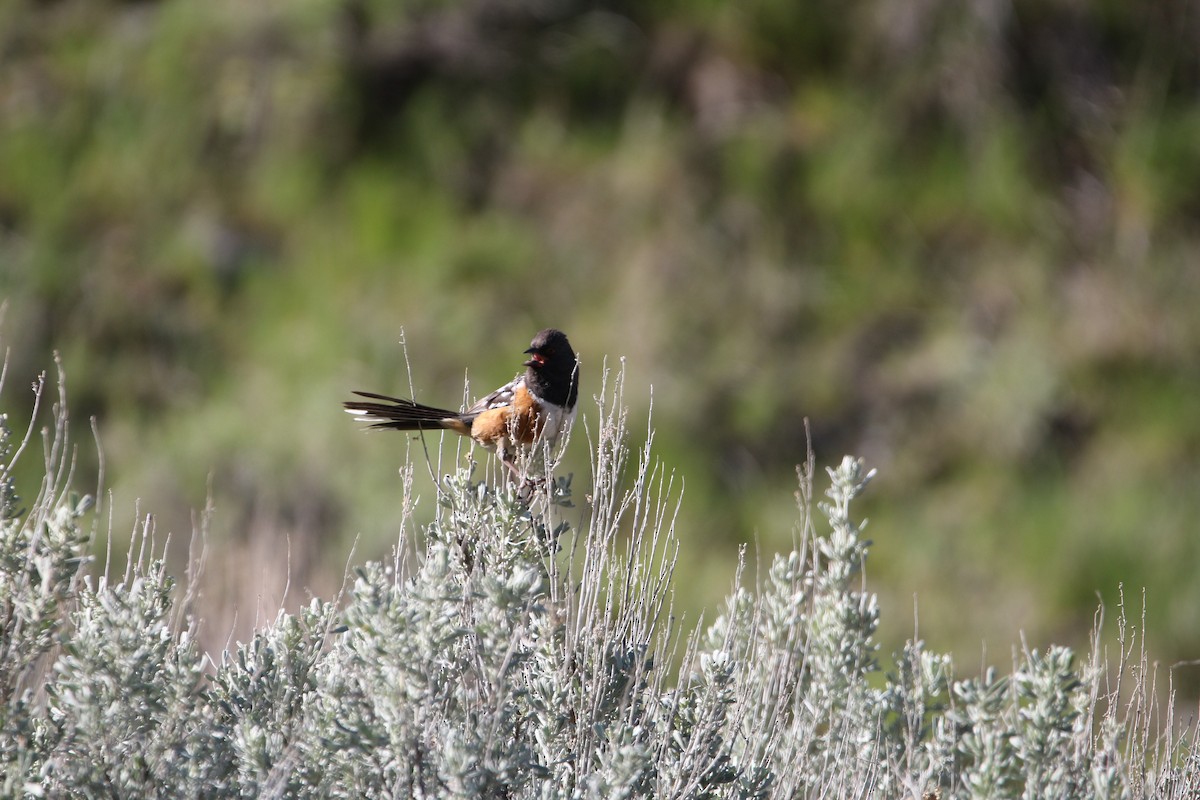Spotted Towhee - ML619038261