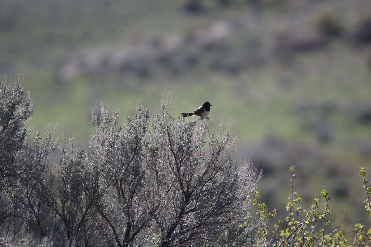 Spotted Towhee - ML619038262