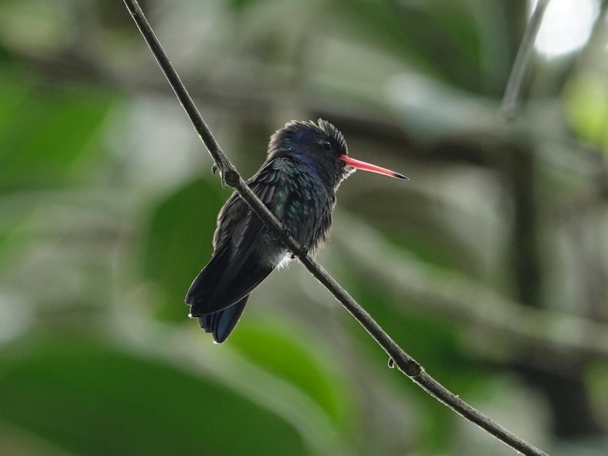 kolibřík bělobradý - ML619038281