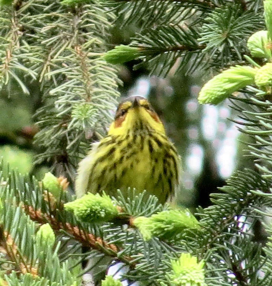 Cape May Warbler - ML619038286