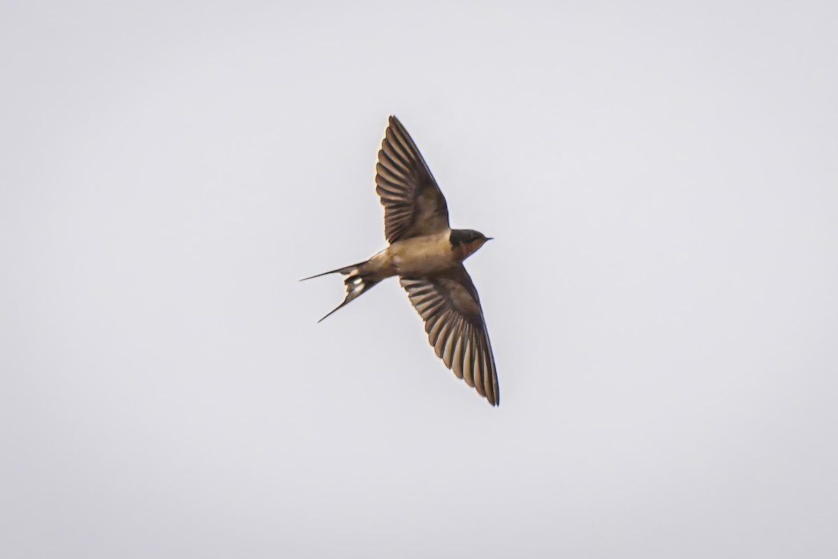 Barn Swallow - Gordon Norman