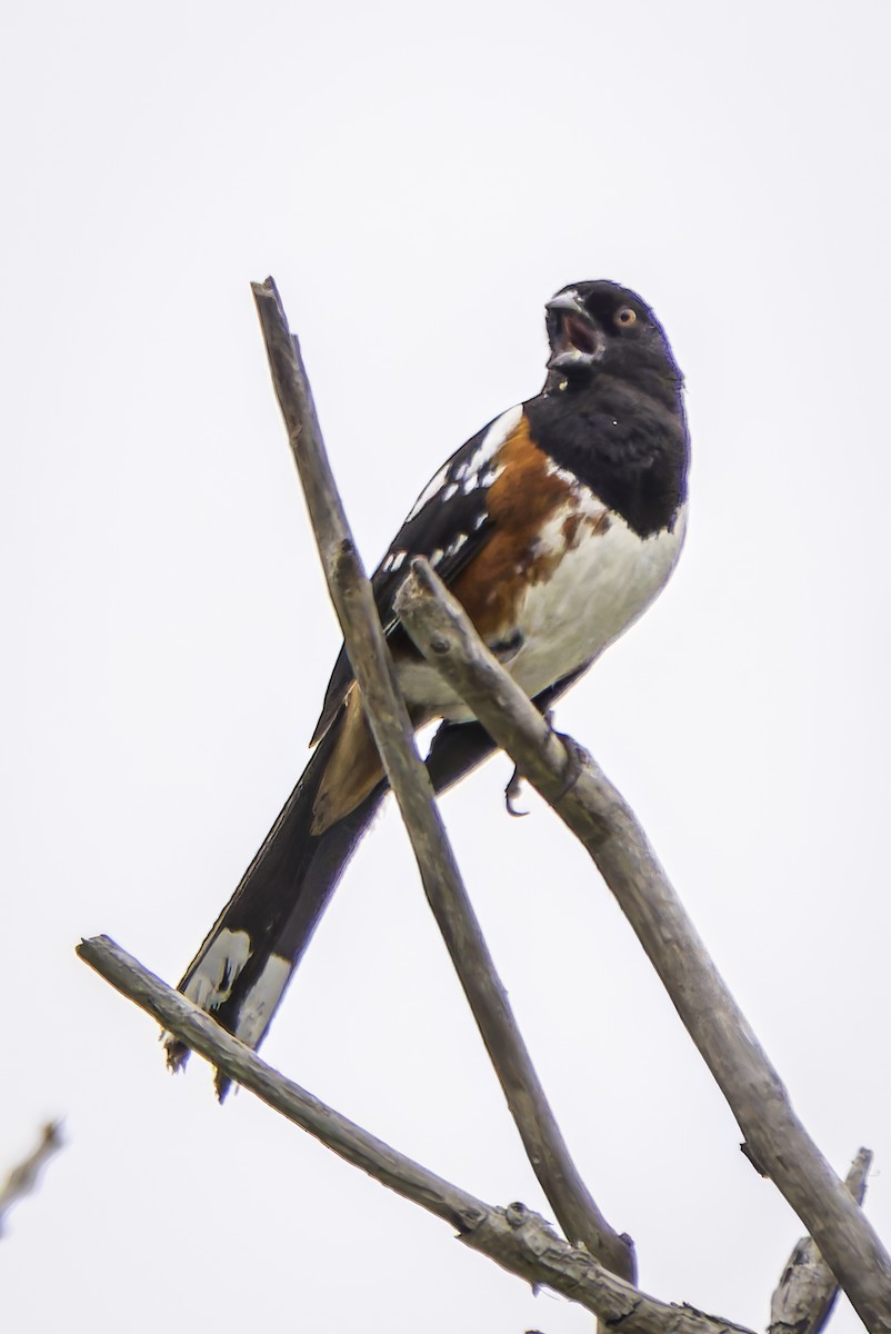 Spotted Towhee - ML619038359