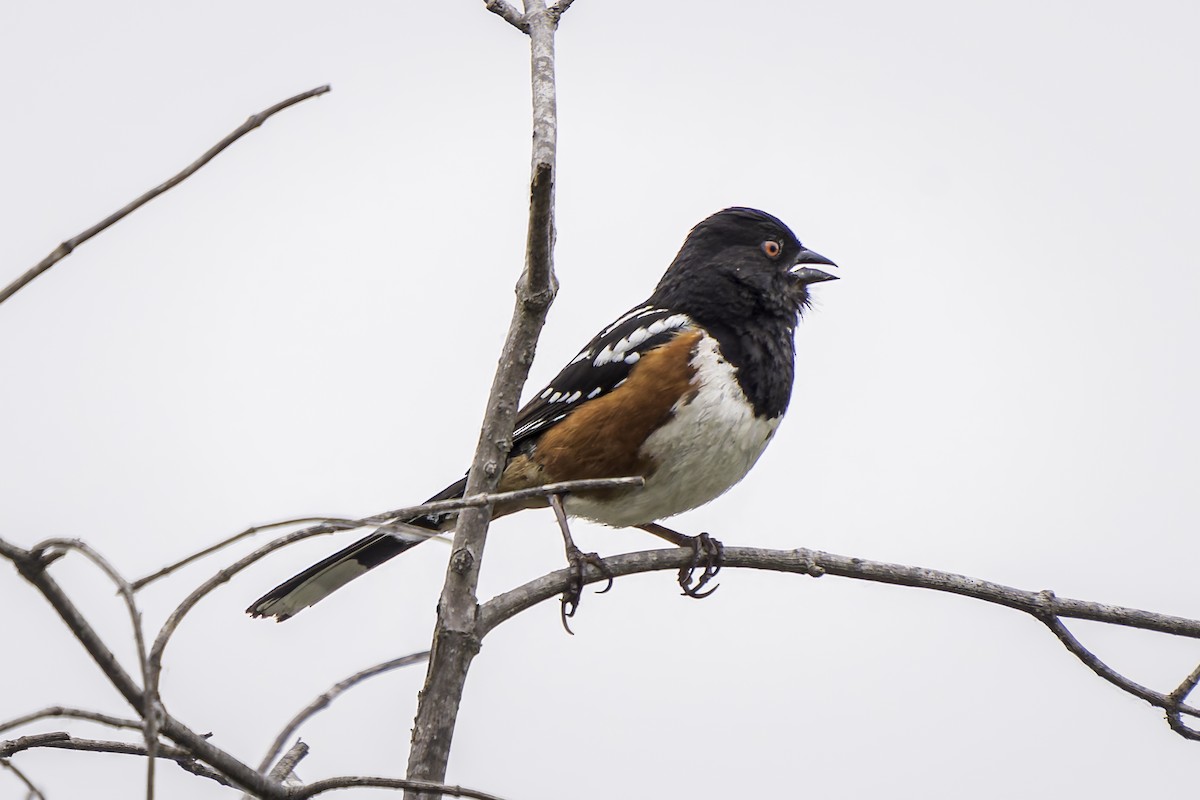 Spotted Towhee - ML619038360